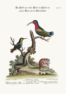 Der Rotbrustkolibri, der Grünkehlkolibri und die Haselmaus, 1749-73