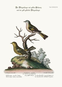 Der Gelbschwanzschnäpper und der Gefleckte Gelbschnäpper, 1749-73