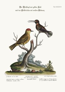 Der Gelb-Rot-Pole und der Weißschwanzkolibri, 1749-73