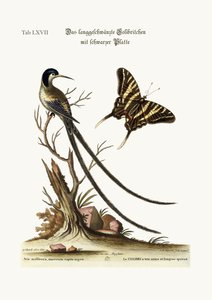Der langschwänzige schwarzgekrönte Kolibri