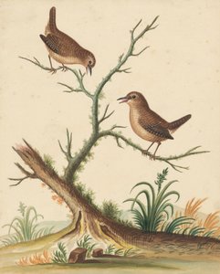 [Zwei Vögel] von George Edwards