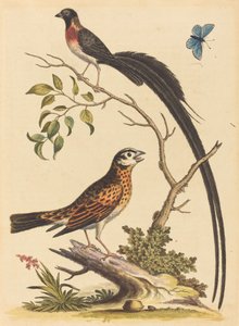Zwei Vögel, einer mit sehr langen Schwanzfedern, und blauer Schmetterling