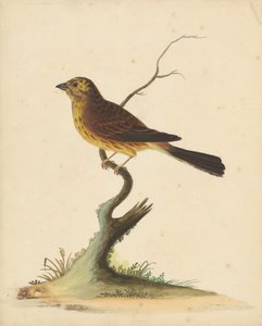 Goldammer von George Edwards