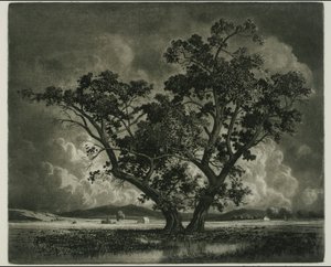 Alte Baumwollhölzer, Colorado von George Elbert Burr