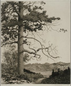 Alte Kiefer, Estes Park von George Elbert Burr
