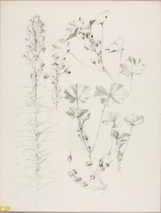 Ohne Titel (Botanische Studie)