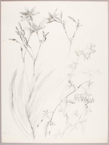 Ohne Titel (Botanische Studie)