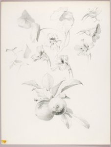 Ohne Titel (Botanische Studie)