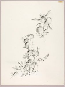 Ohne Titel (Zweige eines Apfelbaums) von George Elbert Burr