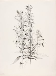 Ohne Titel (Kardinalblume, Lobelia Cardinalis) von George Elbert Burr