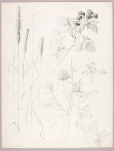 Ohne Titel (Rohrkolben, Klee und Brombeeren) von George Elbert Burr