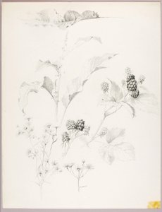 Ohne Titel (Gänseblümchen und Brombeeren) von George Elbert Burr