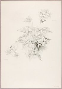 Ohne Titel (Tautropfen und Brombeere)
