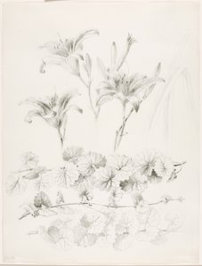 Ohne Titel (Lilien und Gundermann) (Glecoma Hederacea) von George Elbert Burr