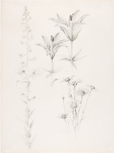 Ohne Titel (Lilie, Gänseblümchen, Hibiskus) von George Elbert Burr