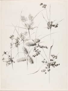 Ohne Titel (Sumpfgräser) von George Elbert Burr