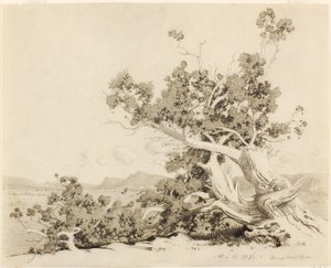 Ohne Titel (Studie für Alte Zedern, New Mexico) von George Elbert Burr