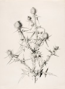 Ohne Titel (Distel) von George Elbert Burr