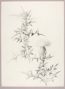 Ohne Titel (Distel) von George Elbert Burr