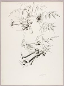 Ohne Titel (Trompetenblume) von George Elbert Burr