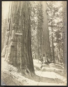 Fahrt durch die Wawona, Mariposa Grove. Durchmesser 24 ft. von George Fiske