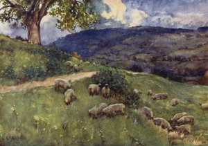 Eine Cotswold-Schafweide