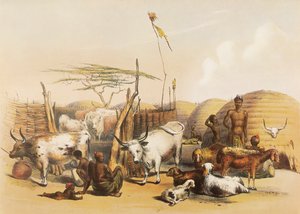 Ein Zulu-Kraal am Umgaki-Fluss in Natal