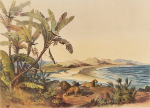 Eine Reise zum Mündungsgebiet des Umvoti-Flusses in Natal von George French Angas