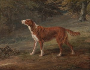 Ranger, ein Setter, im Besitz von Elizabeth Gray von George Garrard