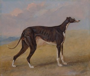 Turk, ein Windhund, im Besitz von George Lane Fox