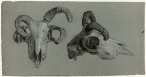 Widder-Schädel