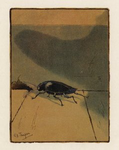 Der Käfer von George Henry Thompson