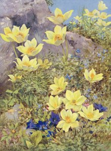 Anemone sulphurea und Gentiana excisa, direkt auf den Feldern Ende Mai gemalt von George Jackson Flemwell