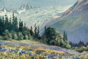 Glockenblume und andere Juli-Blumen am Col Des Montets