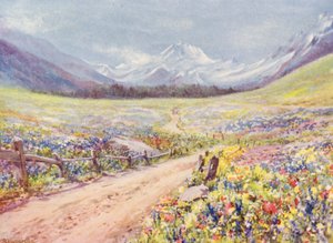 Juniwiesen von Salvia, Lychnis usw. im Val Ferret, kurz vor dem Dorf Praz de Fort von George Jackson Flemwell