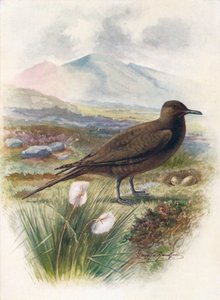 Arktische oder Richardsons Skua - Stercorarius crepidalus, ca. 1910, 1910 von George James Rankin