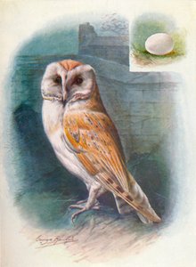 Schleiereule - Strix flammea, ca. 1910 von George James Rankin