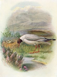 Schwarzkopfmöwe - Larus ridibundus, ca. 1910 von George James Rankin