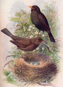 Amsel - Turdus merula, ca. 1910, 1910 von George James Rankin
