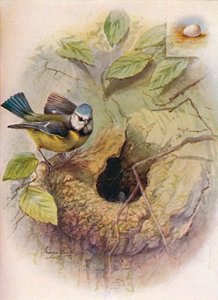 Blaumeise - Parus caeruleus, ca. 1910 von George James Rankin