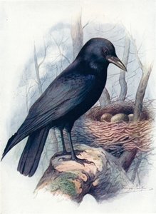 Aaskrähe - Corvus corone von George James Rankin