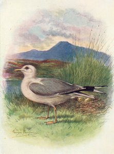 Sturmmöwe - Larus canus, um 1910 von George James Rankin