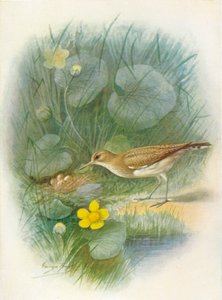 Flussuferläufer - Totanus hypoleucus, ca. 1910 von George James Rankin