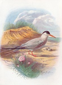 Flussseeschwalbe - Sterna fluviatilis, um 1910