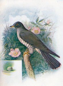 Kuckuck - Cuculus canorus, um 1910