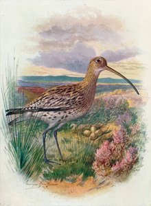 Großer Brachvogel - Numenius arquata, um 1910