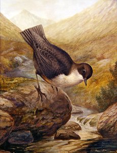 Wasseramsel von George James Rankin