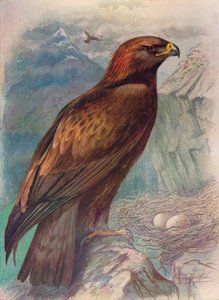 Steinadler - Aquila chrysaetus, ca. 1910 von George James Rankin