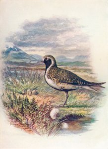 Goldregenpfeifer - Charadrius pluvialis, ca. 1910 von George James Rankin
