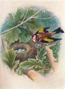 Stieglitz - Carduelis elegans, um 1910 von George James Rankin